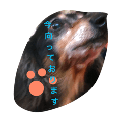 [LINEスタンプ] 黒神犬6