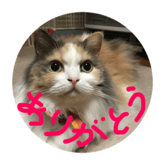 [LINEスタンプ] Yume -dream cat-