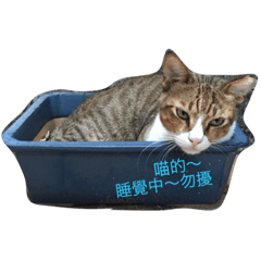[LINEスタンプ] Egg's animals