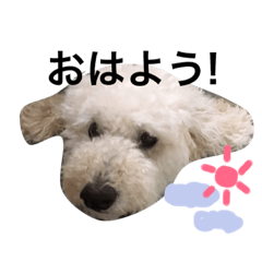 [LINEスタンプ] ソイちゃんスタンプ