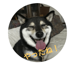 [LINEスタンプ] 可愛い柴犬3