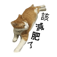 [LINEスタンプ] Momo orange cat