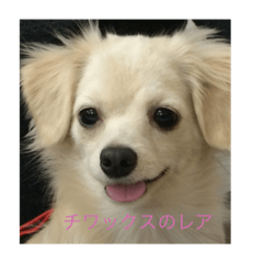 [LINEスタンプ] チワックスのレア