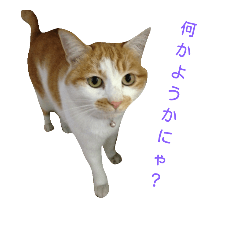 [LINEスタンプ] 猫の風ちゃん