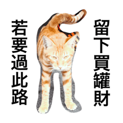 [LINEスタンプ] Cat life_Taiwan