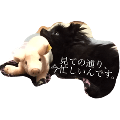 [LINEスタンプ] Pomeranian AND sQui-:D