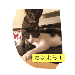 [LINEスタンプ] 猫にゃんルル＆リリー