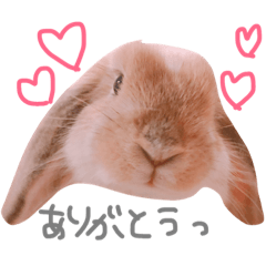 [LINEスタンプ] うさぎのモカちん