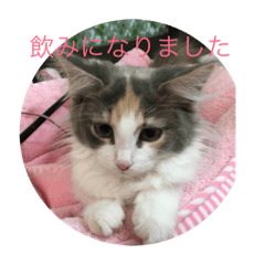 [LINEスタンプ] ノルウェージャンフォレストキャット-ココ