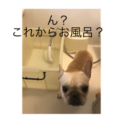 [LINEスタンプ] 麦ちゃん3