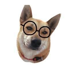 [LINEスタンプ] I keep the dog