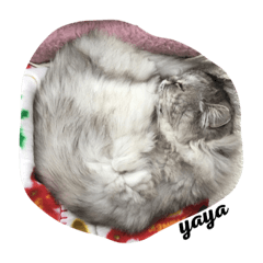 [LINEスタンプ] つーとネコちゃんたち