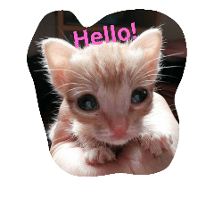 [LINEスタンプ] cat akira