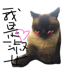 [LINEスタンプ] cat saying