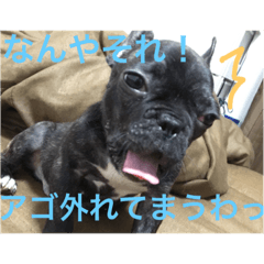 [LINEスタンプ] フレンチブルドックのイギーとごまの日常