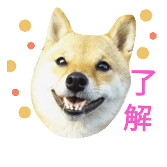 [LINEスタンプ] 豆柴めい
