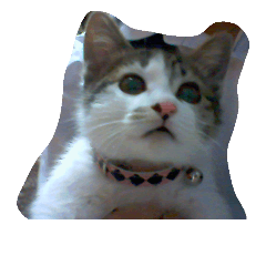 [LINEスタンプ] 猫のみるちゃん