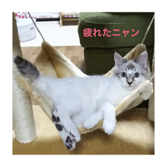 [LINEスタンプ] 保護猫スタンプニャン