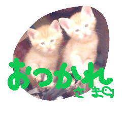 [LINEスタンプ] のんびり南の島にゃんこ3