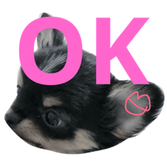 [LINEスタンプ] 黒チワワやしゃまる〜English編〜