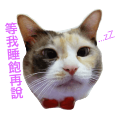 [LINEスタンプ] cat enthusiast life