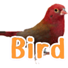 [LINEスタンプ] 鳥の写真スタンプ 英語バージョンの画像（メイン）