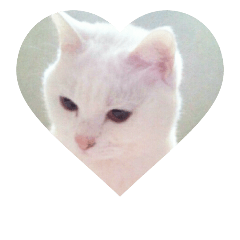 [LINEスタンプ] 猫好きさんへ