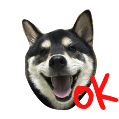 [LINEスタンプ] Shiba Aniki