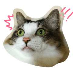 [LINEスタンプ] dodo cat