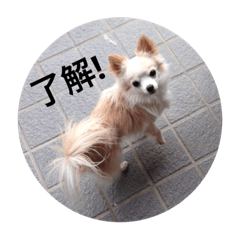 [LINEスタンプ] みぃぃぃぃ