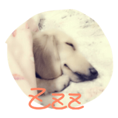 [LINEスタンプ] Orange Dachshund Dog