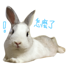 [LINEスタンプ] rabbitbai daily