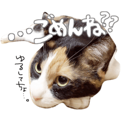 [LINEスタンプ] ねこねこ3きょーだい