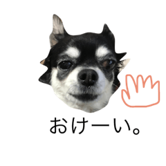 [LINEスタンプ] 愛犬 くーちゃん