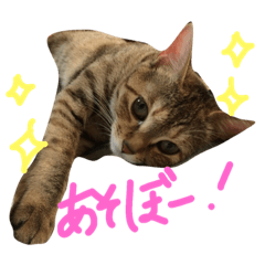 [LINEスタンプ] My cat is TORA！