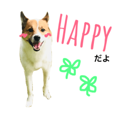 Happy Dog Happy Life I