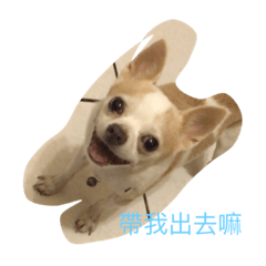 [LINEスタンプ] chiwawa 's daily