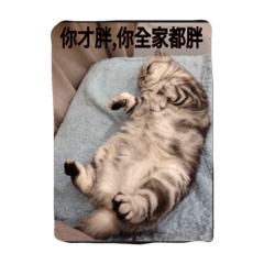 [LINEスタンプ] i am a little cat