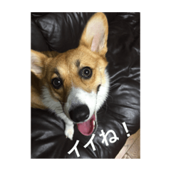 [LINEスタンプ] Stamp of Pembroke Welsh Corgi
