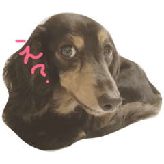 [LINEスタンプ] ミニチュアダックス ミントとマロン