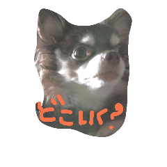 [LINEスタンプ] チワワっこ