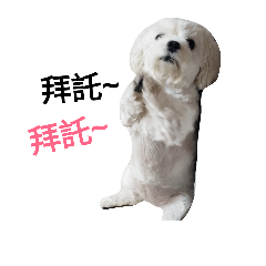 [LINEスタンプ] our three dogs.