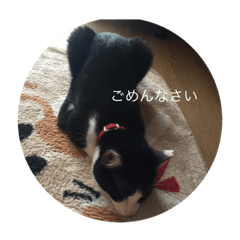 [LINEスタンプ] 可愛いキャット