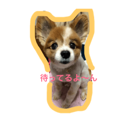 [LINEスタンプ] 愛犬いおんの日常