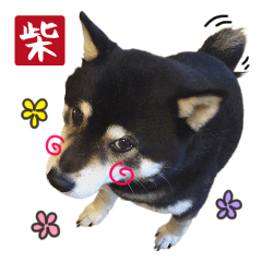 [LINEスタンプ] Shiba Inu every now and then cat