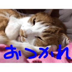 [LINEスタンプ] 猫のミニプチフク