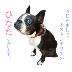 [LINEスタンプ] ボストンテリアのひなた