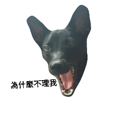 I'm a dog from Taiwan.