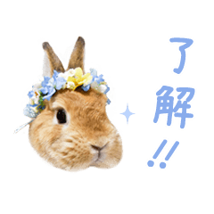[LINEスタンプ] 可愛いうさぎさん達のスタンプ