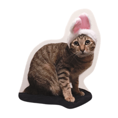 [LINEスタンプ] Natsu the Cat #1